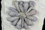 Jurassic Fossil Urchin (Firmacidaris) - Amellago, Morocco #179475-2